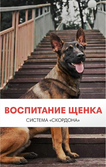 Программа «ликбез»